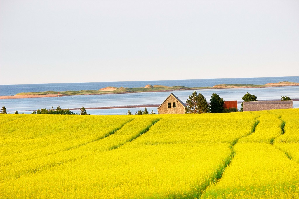 Canola Fields Close to Home Images